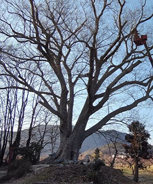 古舘の大ケヤキを未来につなぐ